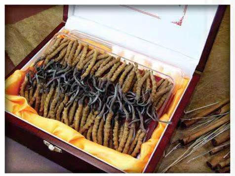 翼城冬虫夏草回收